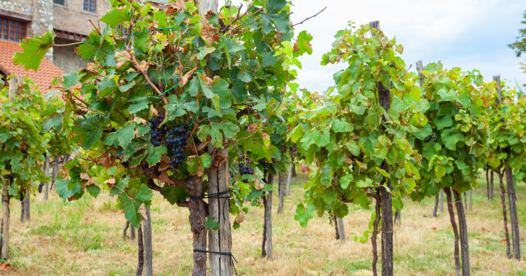 kakheti wine region